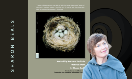 ART- SHARON BEAL, BIRDS NEST