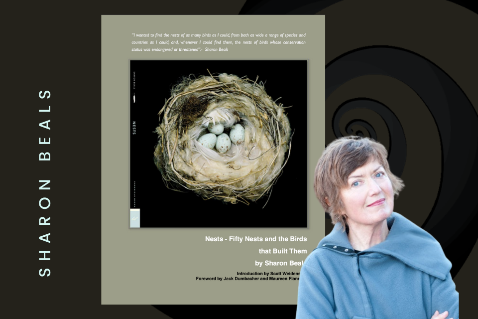 ART- SHARON BEAL, BIRDS NEST